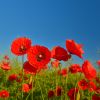 What Do the Red Poppies Stand For?