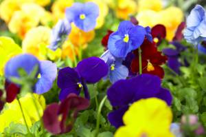 Colorful canadian pansies are being honored with two new stamp designs.