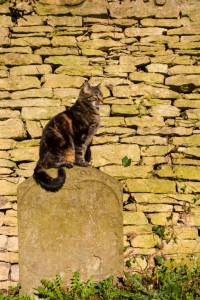 Cat sat on a Tombstone in a Pet Cemetery