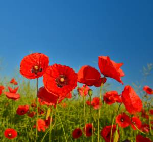  Red Poppies